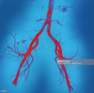 Close-up microscopic photo of arteries